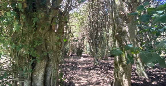 Palermo: Madonie Tour & Europe&#39;s Largest Holly Trees