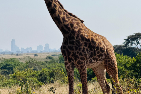 Nairobi Park Safari, Sheldrick's Orphanage & Giraffe Center Shared Drive in Open-Roof Van Game Drive