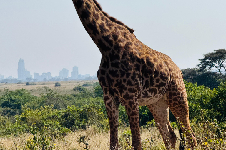 Nairobi Park Safari, Sheldrick's Orphanage & Giraffe Center Shared Drive in Open-Roof Van Game Drive