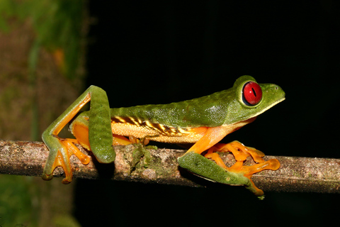 De Madre de Dios | Caminhada noturna na Floresta Amazônica