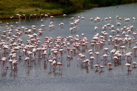 Safari de un día por el Parque Nacional de Arusha