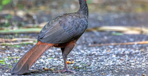Observatory Lodge: Birdwatching, Hummingbirds, Volcano Views