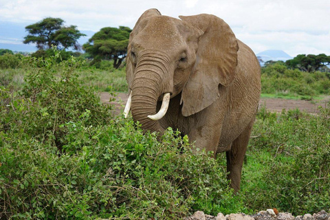 Excursão nocturna ao Parque Nacional Amboseli a partir de Nairobi