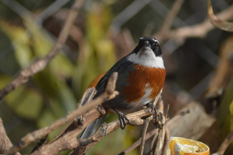 Cusco: Hummingbird Sanctuary Tour — 30+ Bird Species with transfers