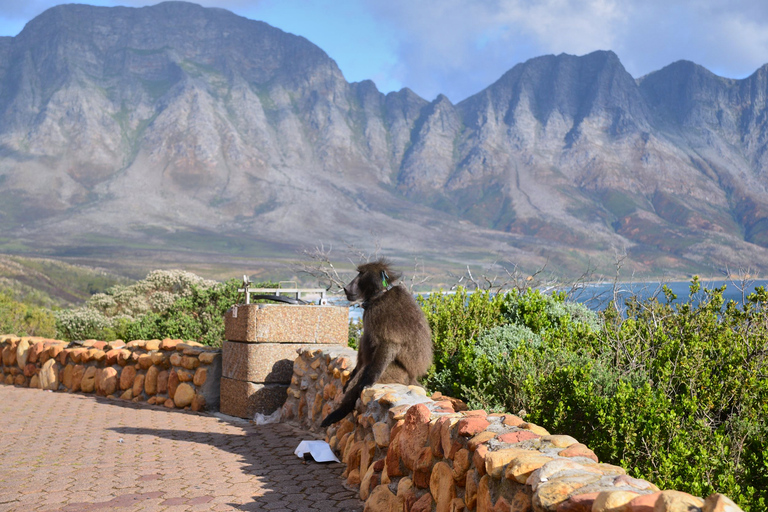 Från Kapstaden: 3-dagars safari och kusttur på Garden Route