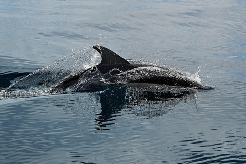 Muscat: Dolphin Watching and Historic Coastline Boat Tour Tour with Pickup and drop