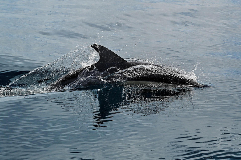 Muscat: Dolphin Watching and Historic Coastline Boat Tour Tour with Pickup and drop