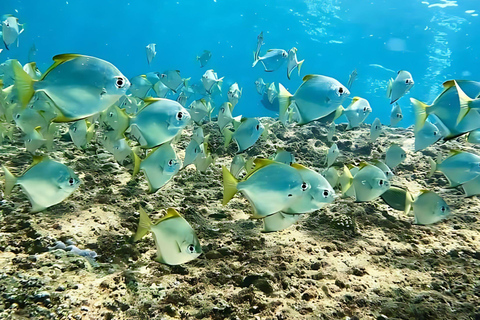 Phuket: Phi Phi, Maya, Khai or Maiton or Bamboo Island Tour Phi Phi, Maya, Bamboo Island Tour by Speedboat