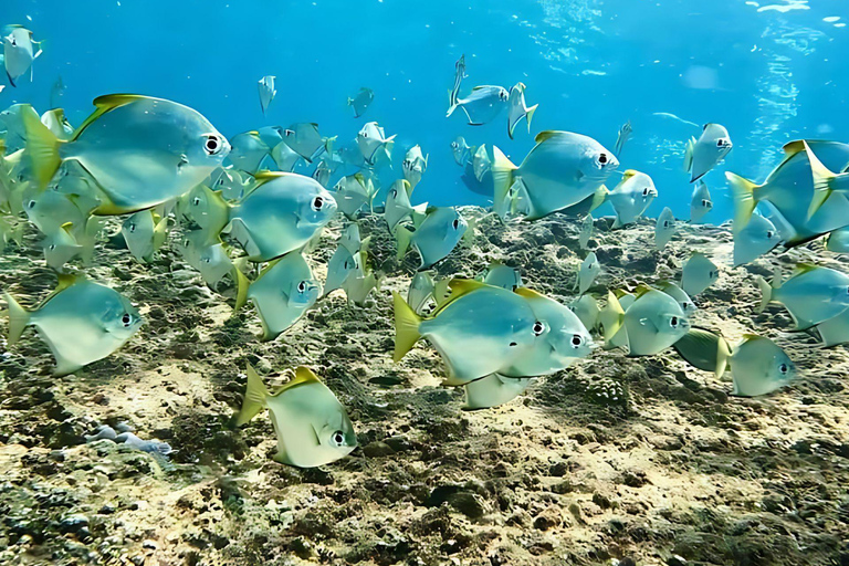 Phuket: Phi Phi, Maya, Khai oder Maiton oder Bamboo Island TourPhi Phi, Maya, Khai Island Tour mit dem Schnellboot