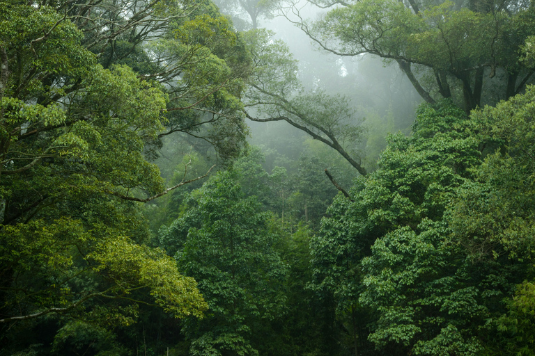 Rainforest Bird Photography Trek in Kitulgala