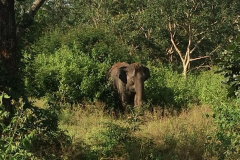 Bangalore: Bandipur Safari, Bird sanctuary & Mysore Palace