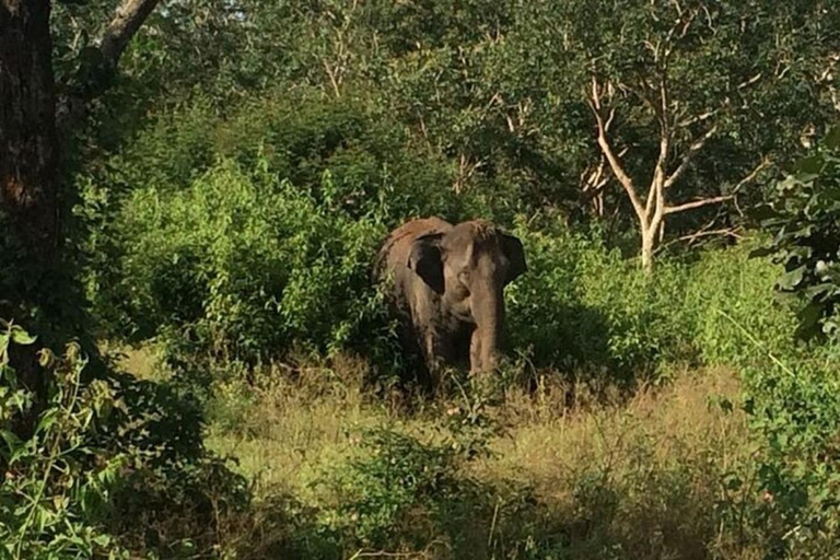 Bangalore: Bandipur Safari, Bird sanctuary & Mysore Palace