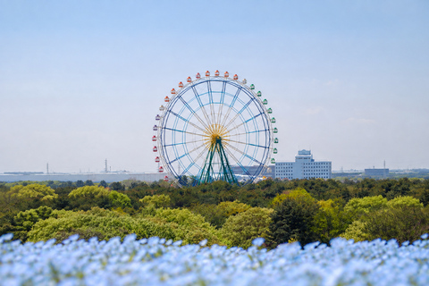 Tokyo: Hitachi Seaside Park, Oarai Shrine & Seafood Day Trip