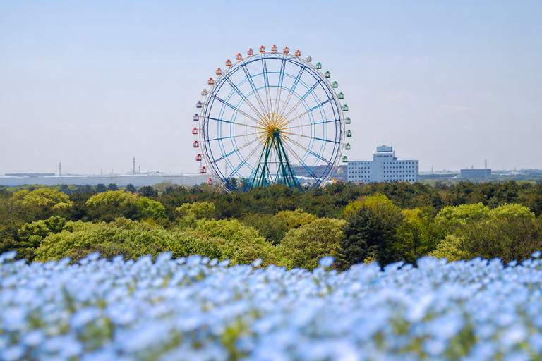 Tokyo: Hitachi Seaside Park, Oarai Shrine & Seafood Day Trip