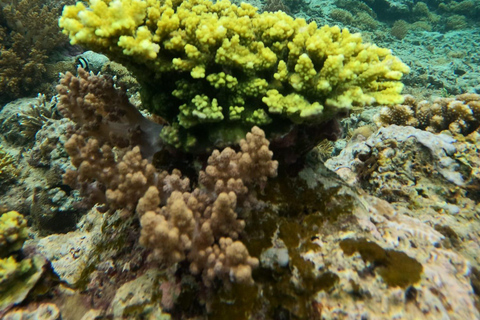 3 Gilis Snorkeling Tour Start Gili Air