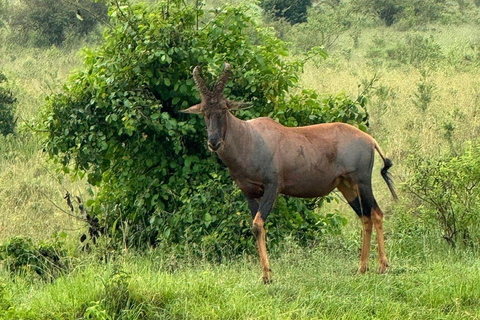 Nairobi: 3-Day epic trip to Maasai Mara Reserve with meals 3 days, 2 nights private safari to Mara in a tourist VAN
