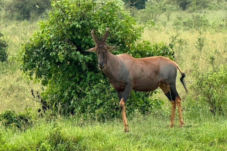 Nairobi: 3-Day epic trip to Maasai Mara Reserve with meals 3 days, 2 nights private safari to Mara in a tourist VAN