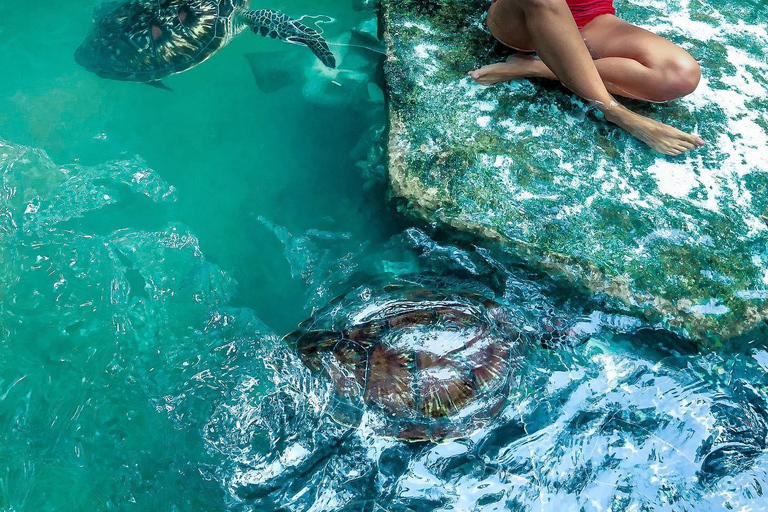 Sansibar: Insel Mnemba, Turles schwimmen mit Kendwa Strand