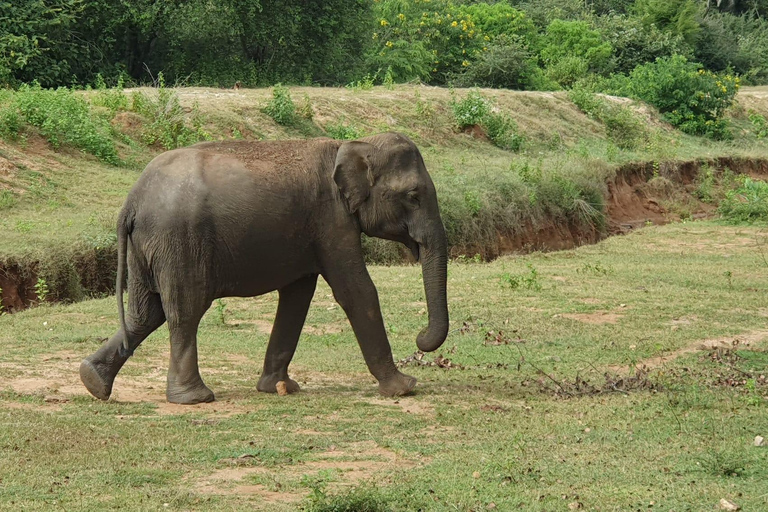 Desde Ella : Udawalawa Safari &amp; Drop Hikkaduwa/Galle/Mirissa