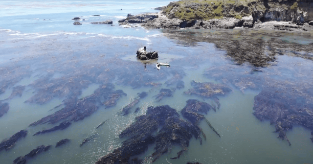 Redondo Beach: Kayaking Adventure with TV Star Gary Golding