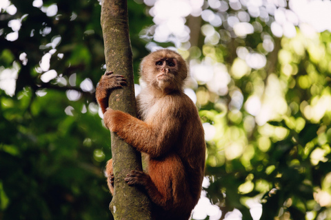 From Puerto Maldonado: 2-Day Tambopata Jungle Tour