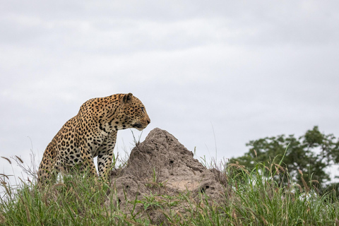 Jodhpur To Udaipur : Leopard Safari, Ranakpur & Kumbhalgarh
