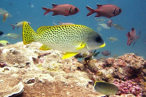 Zanzibar: Fängelseön och Nakupenda Sandbank Tour med lunchZanzibar: Fängelseön och Nakupenda Sandbank-tur med lunch