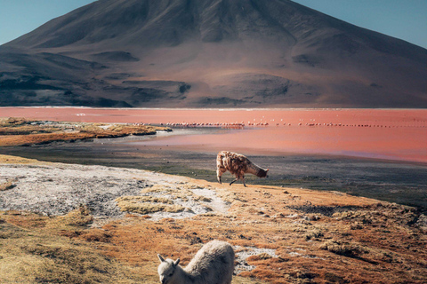 From San Pedro de Atacama: 3-Day Uyuni Salt Flats Tour