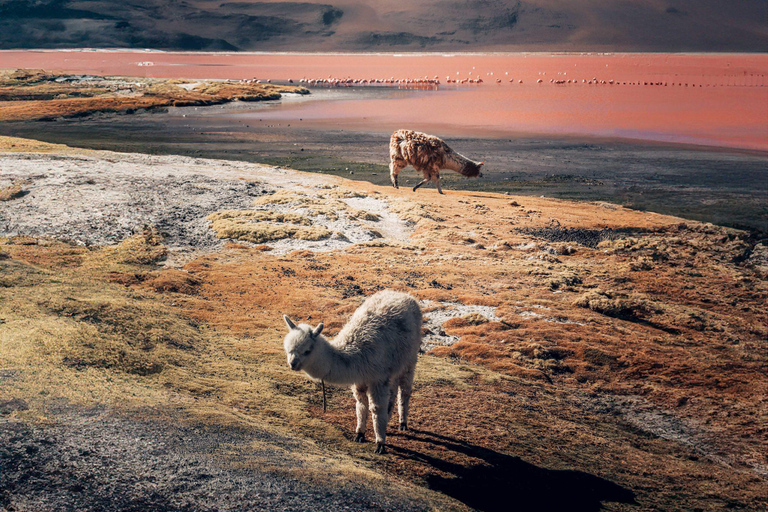 From San Pedro de Atacama: 3-Day Uyuni Salt Flats Tour