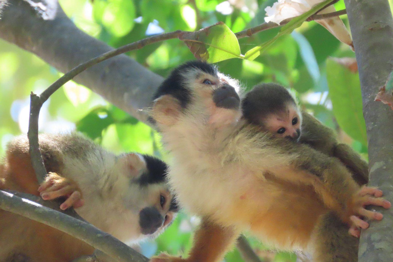 Puerto Plata: Monkey Home Encounter Adventure