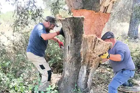 Vino, Tempio Romano e Cappella delle Ossa in un tour di mezza giornata privato