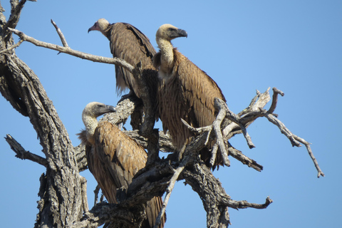 维多利亚瀑布：直升机飞行与野生动物Safari组合维多利亚瀑布：直升机飞行与野生动物Safari组合游