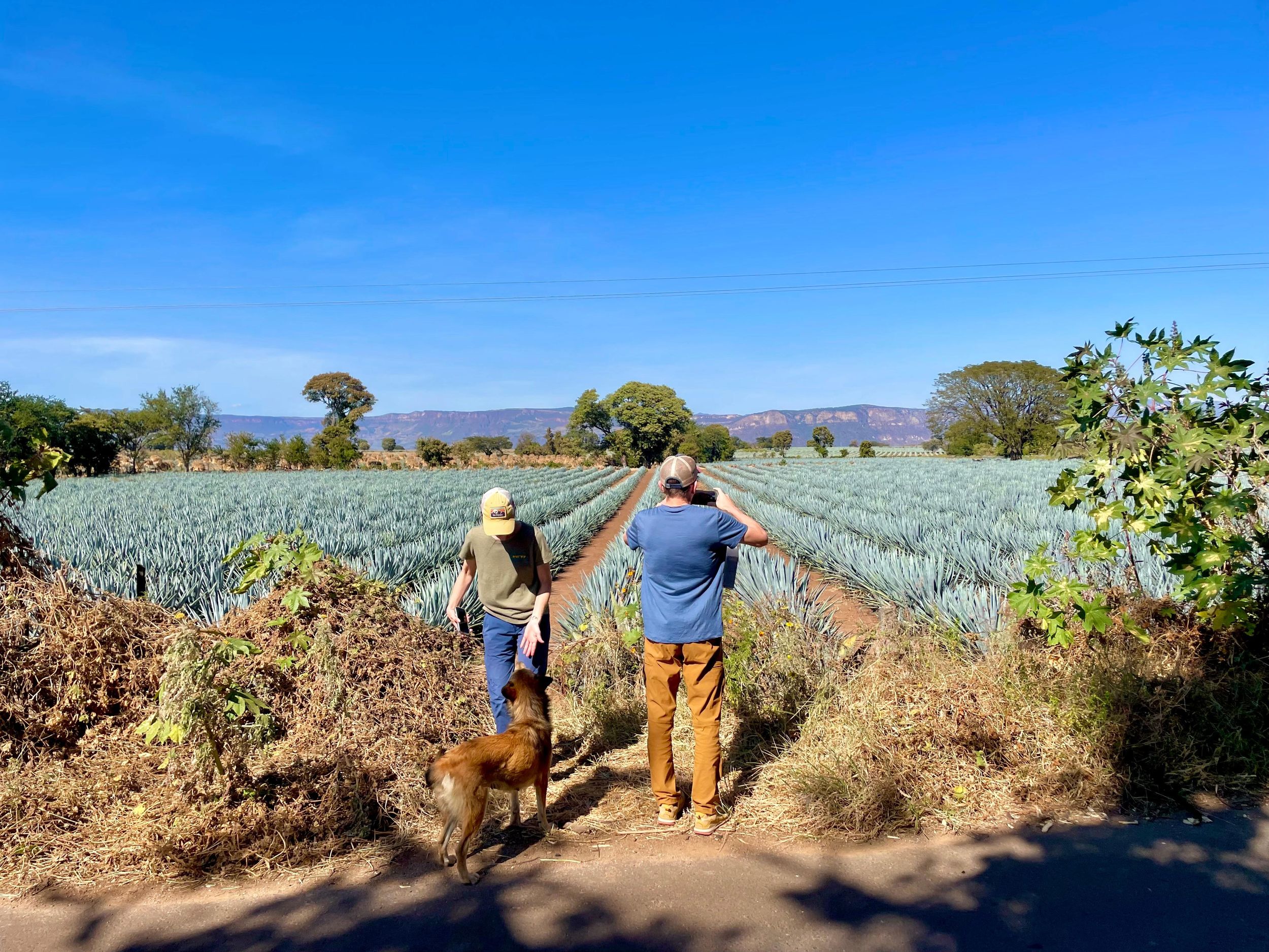 Guadalajara: Private halbtägige Tequila-Tour