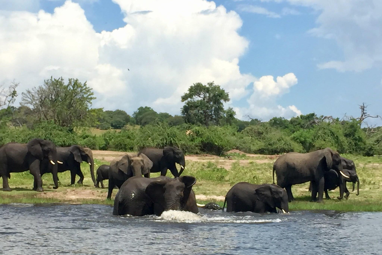 Cataratas Vitória ao Parque Nacional Chobe: Aventura de 1 dia em um safári