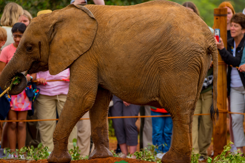 Nairobi: David Sheldrick Olifantenkwekerij Tour