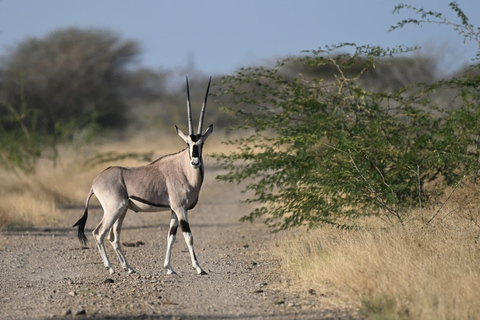 Ethiopia: 8-Day Wildlife Tour with Night Game Drives