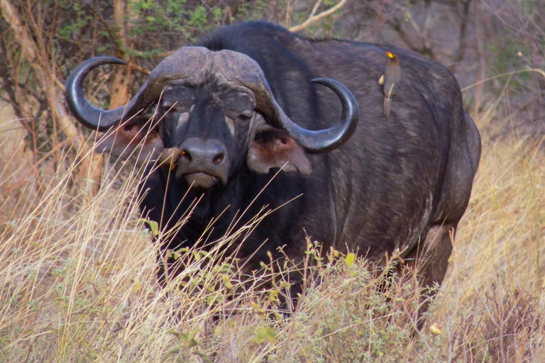 Des plaines de Samburu au Masai Mara : 8 jours de safari inoubliable