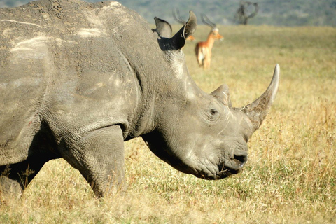 Private Nairobi National Park Drive in 4*4 landcruiser