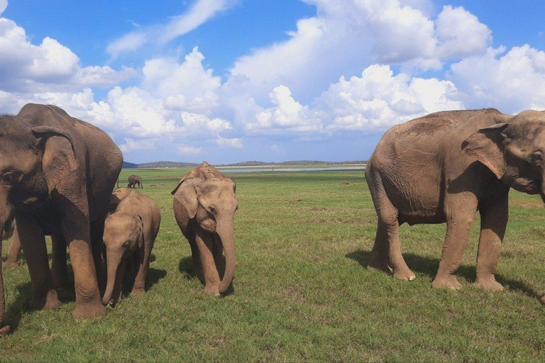 From Sigiriya: Minneriya National Park Safari & Boat Ride