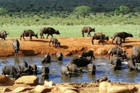From Mombasa: Tsavo East National Park Safari