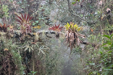 Hike through the Cloud Forest in Choachi, from Bogota
