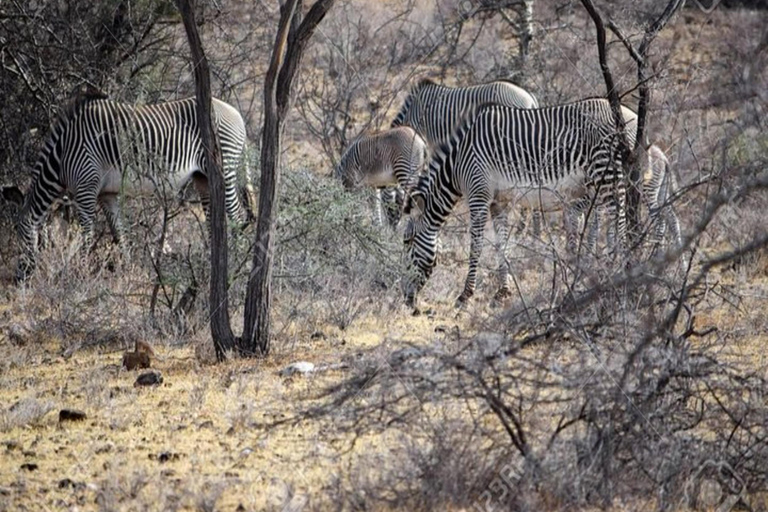 Nairobi: 3-Day Samburu National Park Safari with Pickup