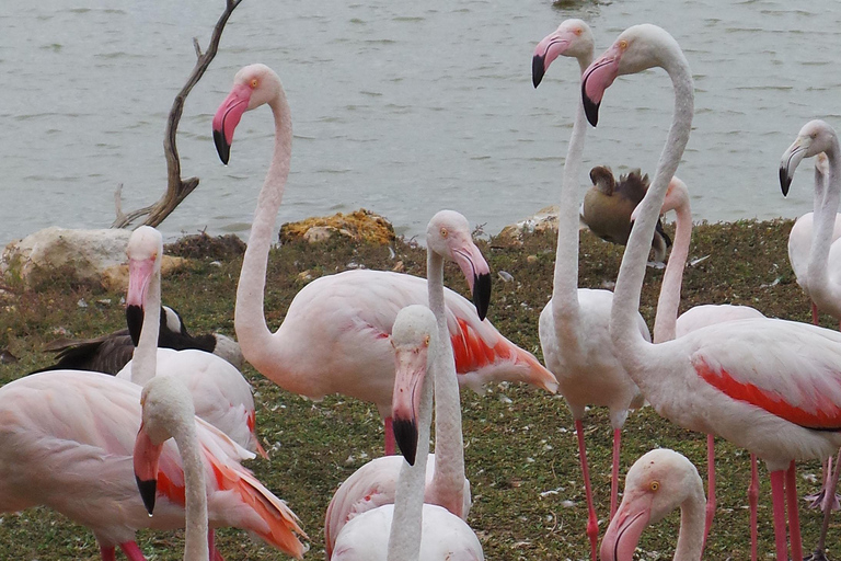 Mejor Safari de Aventura y Vida Salvaje de 7 Días en Kenia