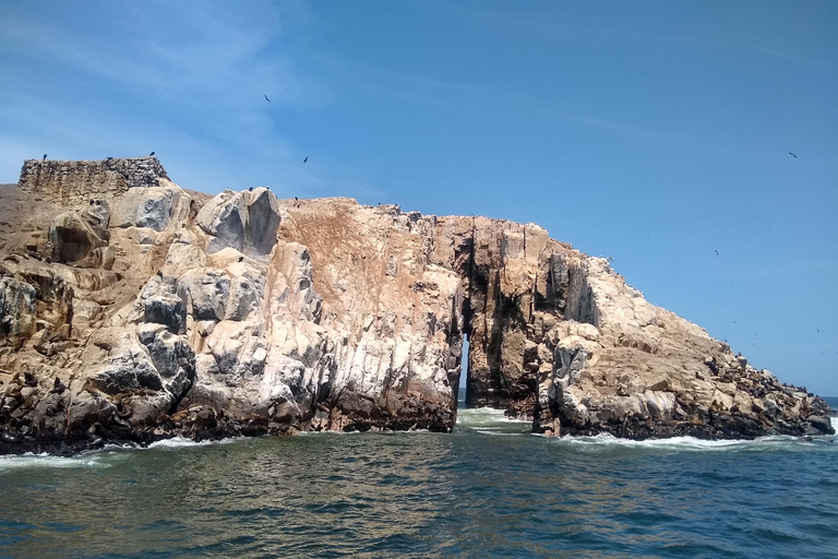 Isole Palomino: tour in motoscafo e bagno con i leoni marini