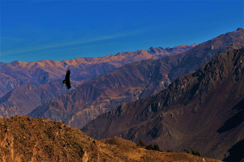 Colca Canyon Day Trip from Arequipa Departure 8:00 am