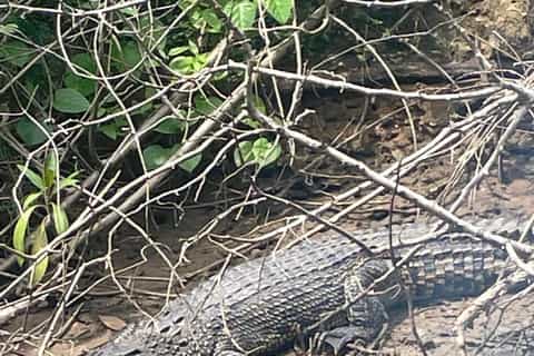 Weligama : safari en rivière dans la mangrove, crocodiles et observation d'oiseaux
