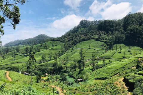 From Colombo/Negombo: Yala National Park 4x4 Jeep Safari …