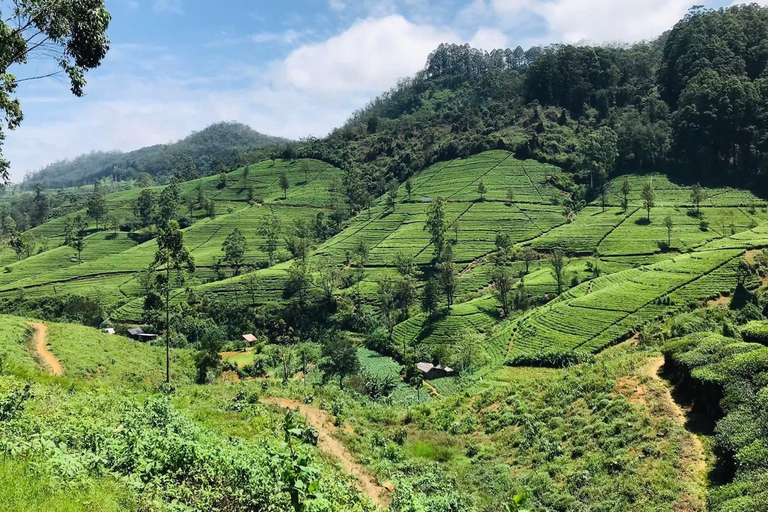 From Colombo/Negombo: Yala National Park 4x4 Jeep Safari …