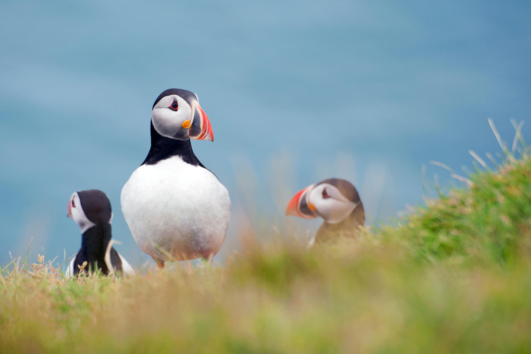 Westman Islands Day Tour from Reykjavik