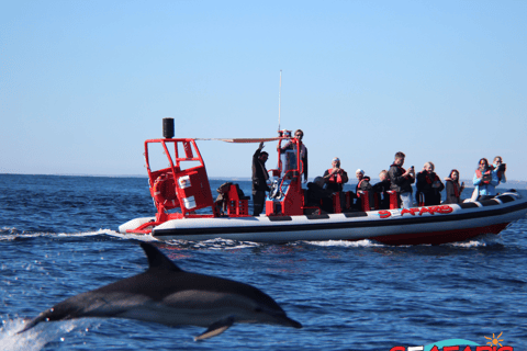 Lagos: Dolphin Watching and Benagil Caves Boat Tour